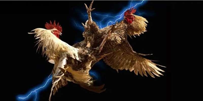 Hiểu Về Đá Gà Trực Tuyến 58win - Nền Tảng & Sức Hút Game